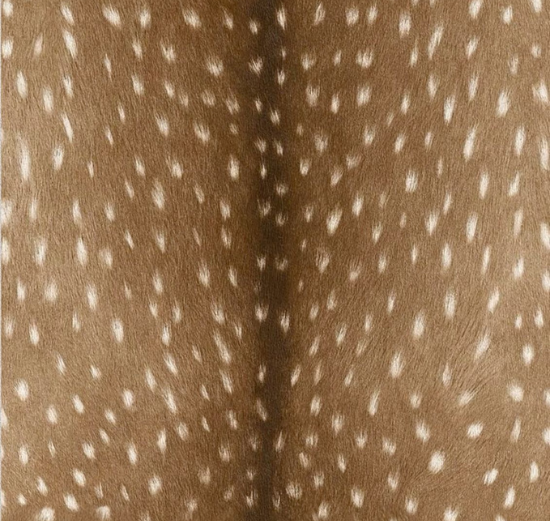 ANIMAL PRINT